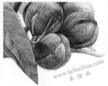 山核桃的素描画法步骤13，逐个细化