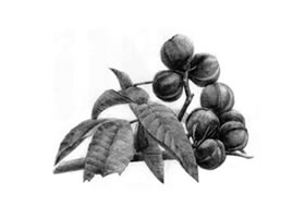 山核桃的素描画法