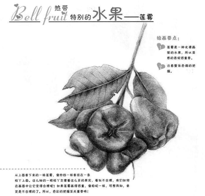 莲雾的素描画法