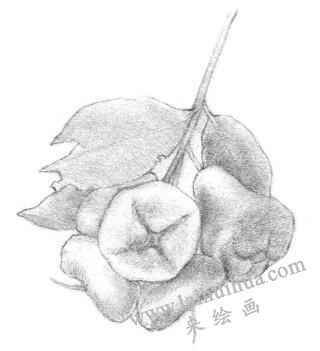 莲雾的素描画法步骤,铺大色