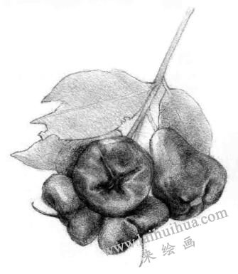莲雾的素描画法步骤05,逐个细化