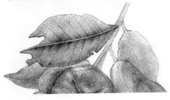 莲雾的素描画法步骤07,逐个细化