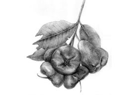 莲雾的素描画法