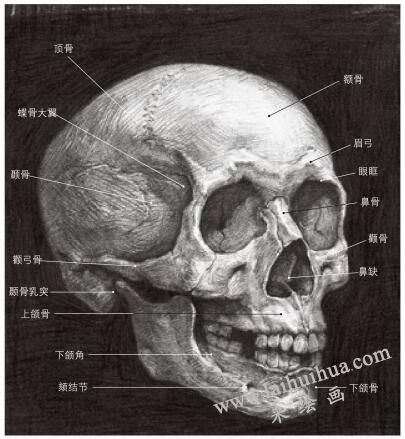 素描人像解剖画法