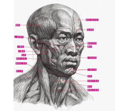 素描人像透视画法