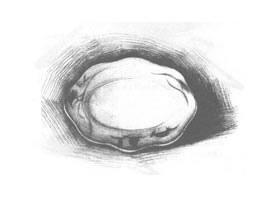 盘子素描