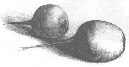萝卜素描画法步骤04