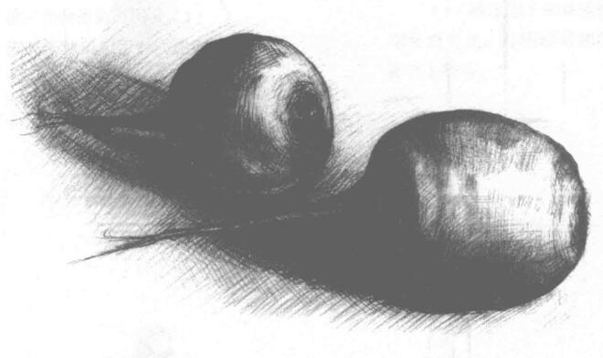 萝卜素描画法