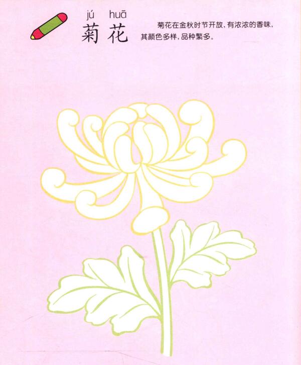 菊花儿童画
