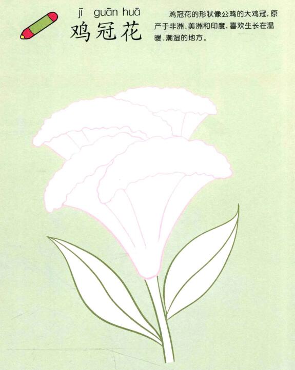 鸡冠花儿童画