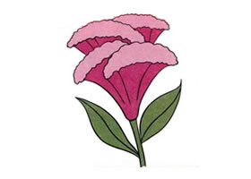 鸡冠花儿童画
