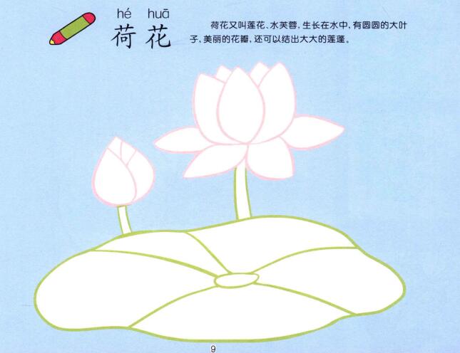 荷花儿童画