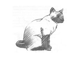 猫的素描画法