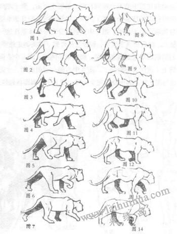 狮子的侧面素描方法