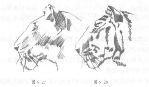 老虎头部侧面素描画法