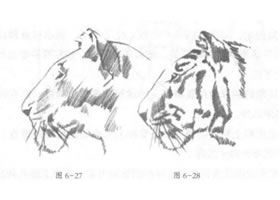 老虎头部素描