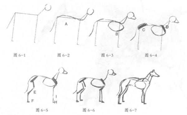 动物素描的绘制步骤