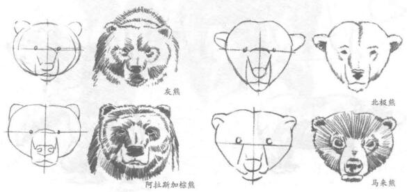 熊的头部素描画法