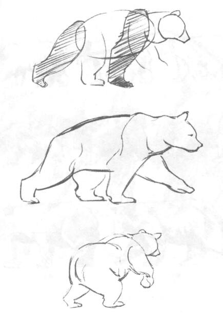 如何素描行走的熊？