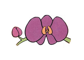 蝴蝶兰儿童画