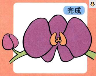 蝴蝶兰儿童画