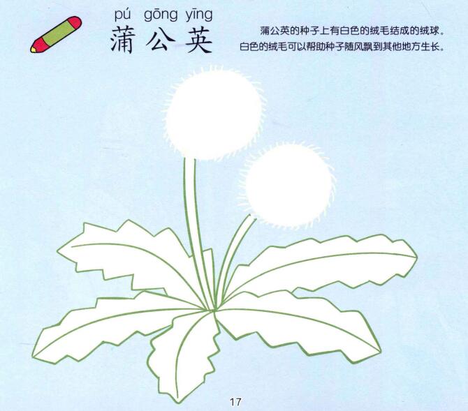 蒲公英儿童画