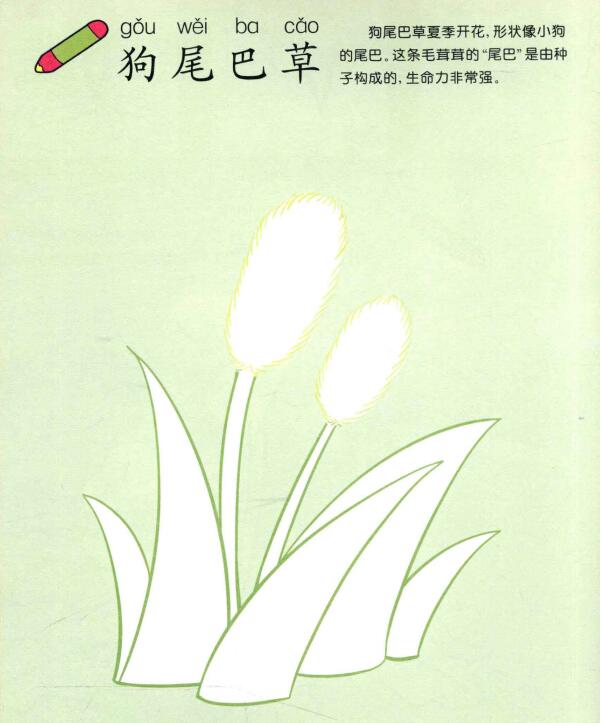 狗尾巴草儿童画