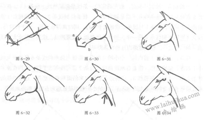 马头的素描绘制方法02