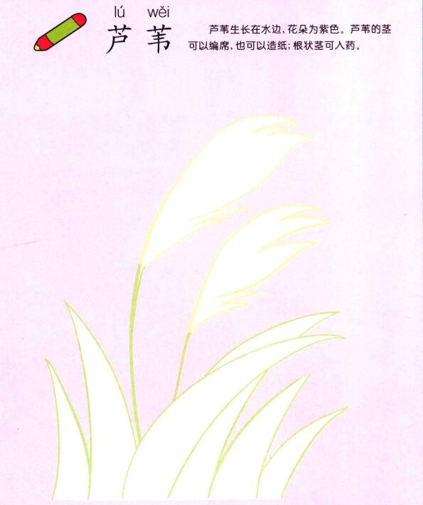 芦苇儿童画