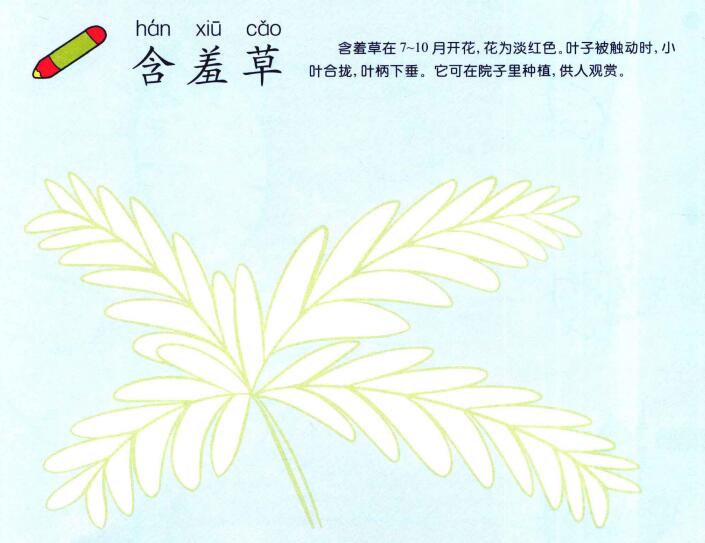 含羞草儿童画