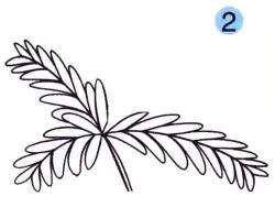 含羞草儿童画画法步骤02