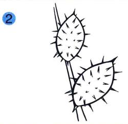 苍耳儿童画画法步骤02