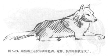 狼的素描绘制方法步骤03