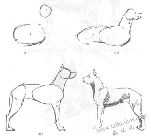 狗的素描画法01