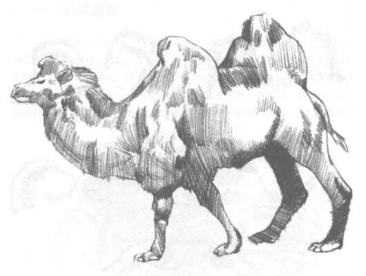 双峰骆驼素描画法