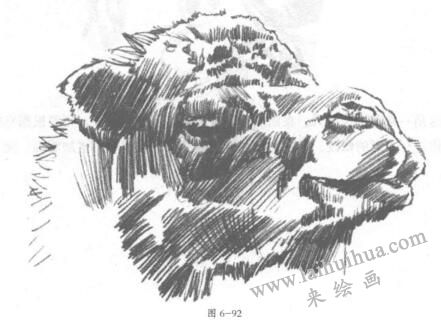 双峰骆驼素描画法01