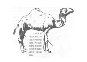 单峰骆驼素描画法