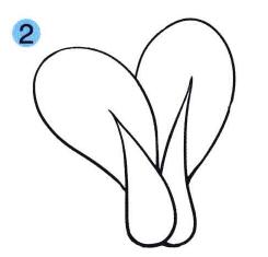 小白菜儿童画画法步骤02