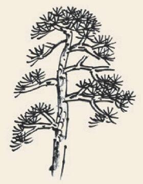松树儿童国画画法步骤03