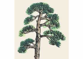 松树儿童国画