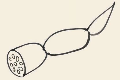 莲藕儿童国画画法步骤03