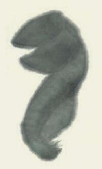 鸭子儿童国画画法步骤02