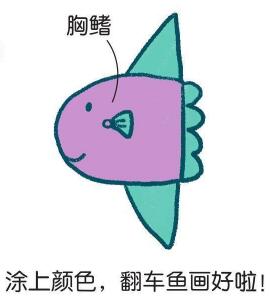 翻车鱼简笔画