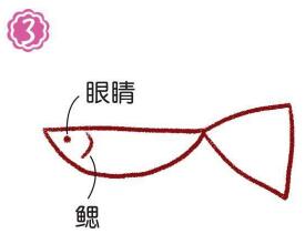 鱼缸的孔雀鱼简笔画画法步骤03