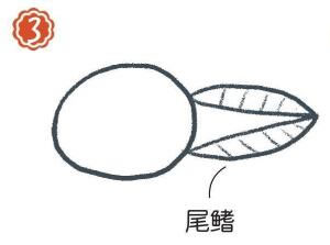 小溪里的蝌蚪简笔画画法步骤03