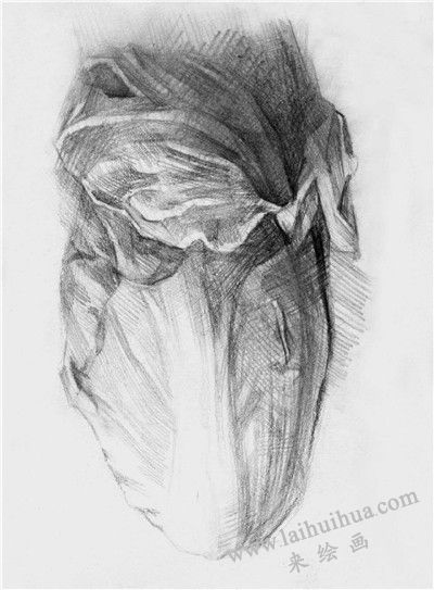 大白菜素描