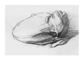 大白菜素描