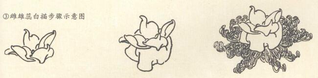 牡丹雌雄蕊白描步骤示意图