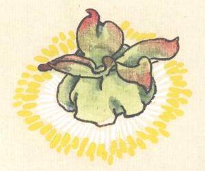 牡丹花蕊画法步骤03