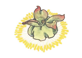 国画牡丹花蕊的画法